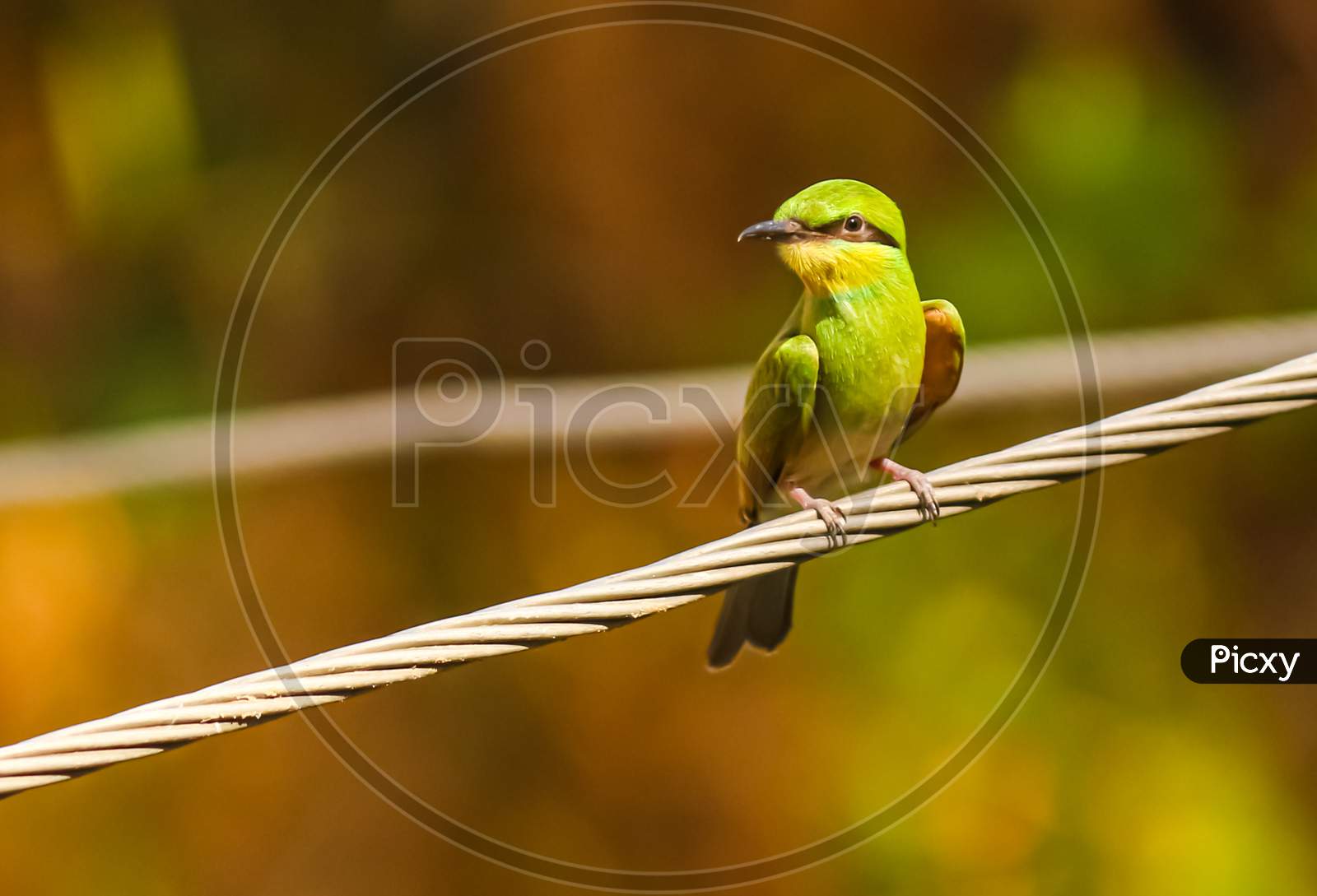 closeup portrait of green bee-eater sitting