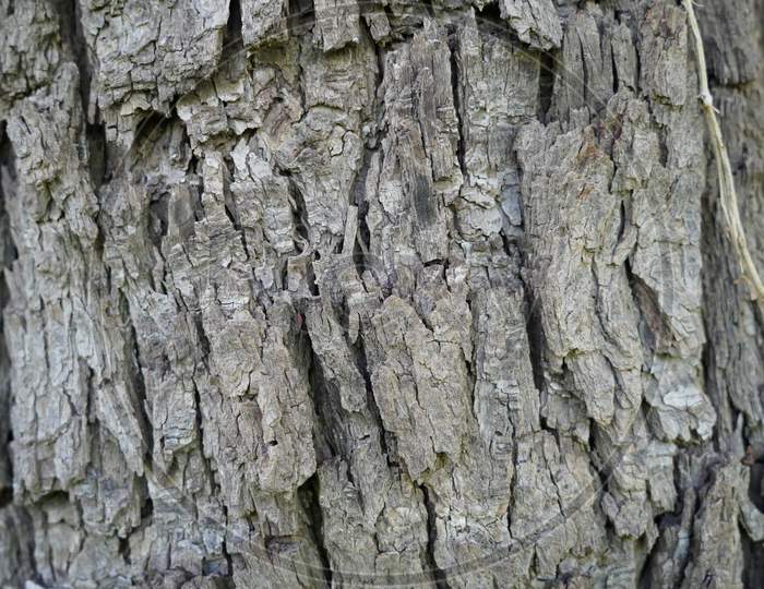 Rough Tree Trunk Closeup With Bark Texture. Tropical Plant Of Asian Region.