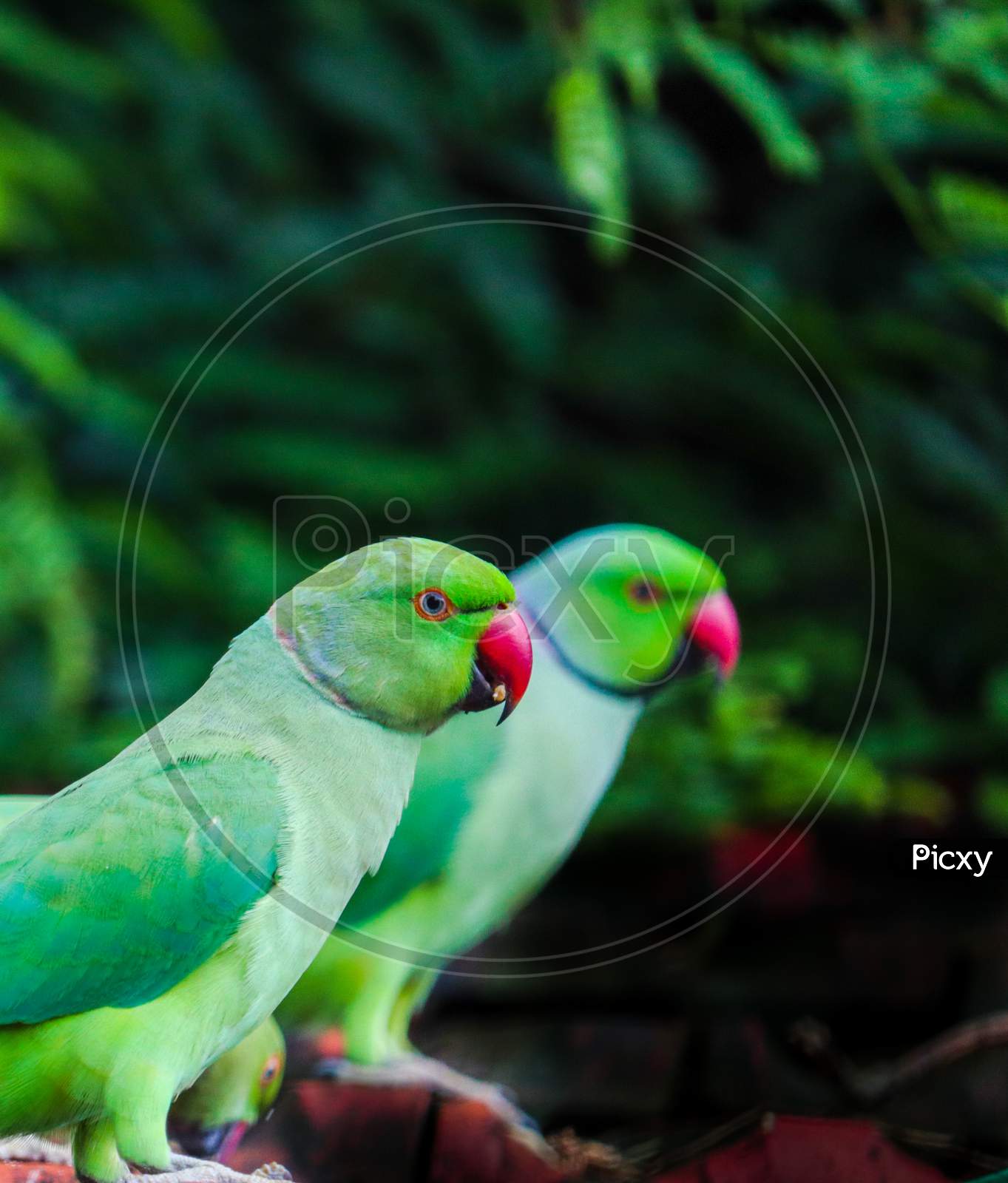 Parrots 🦜