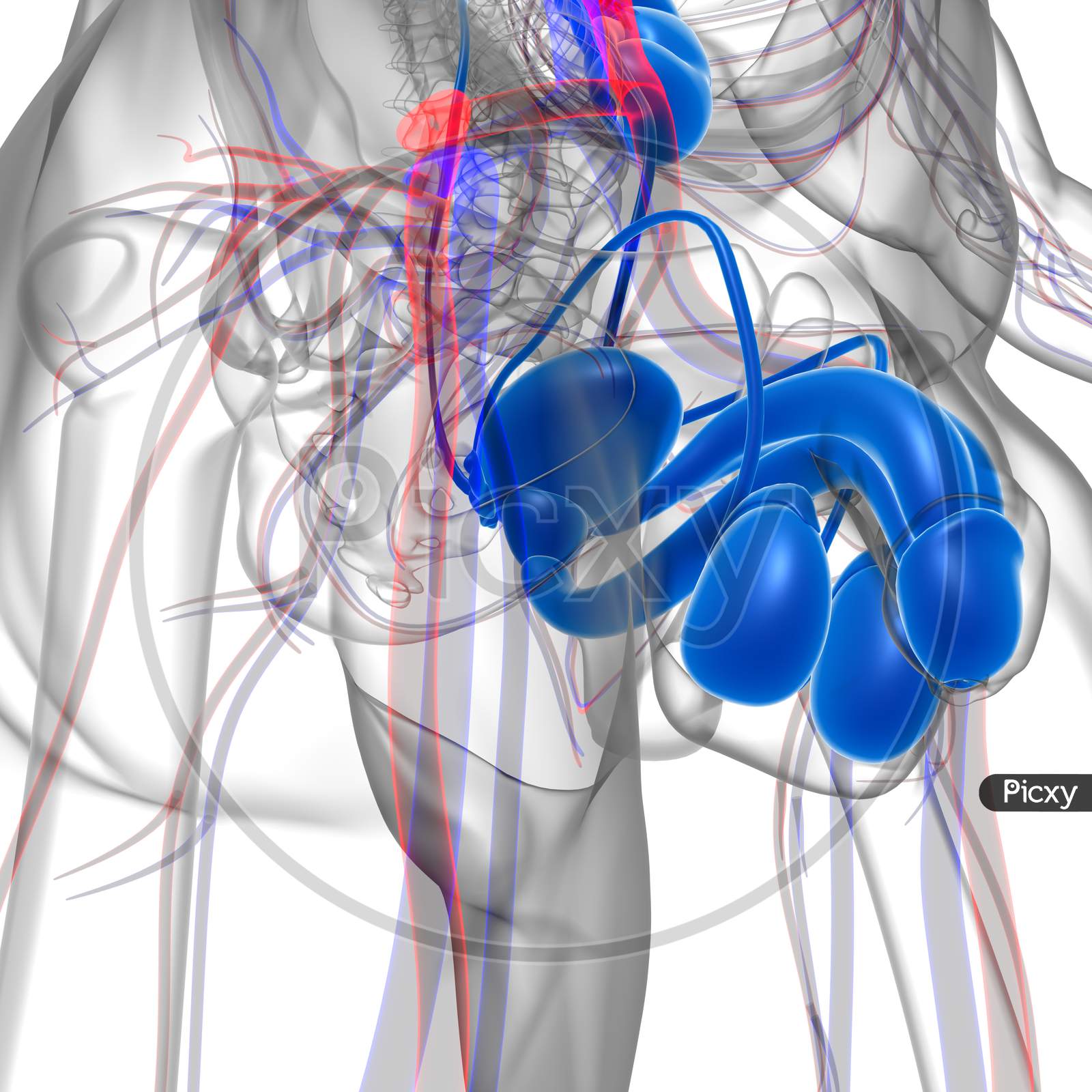 image-of-male-reproductive-system-anatomy-for-medical-concept-3d