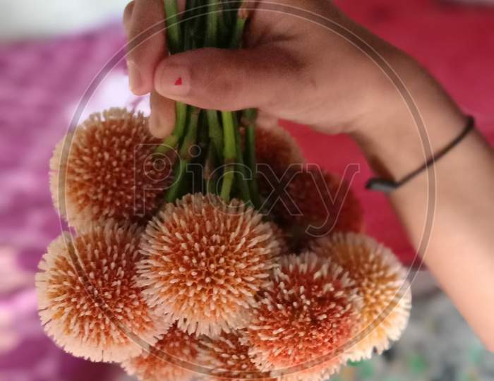 Beautiful flower in a lady hand