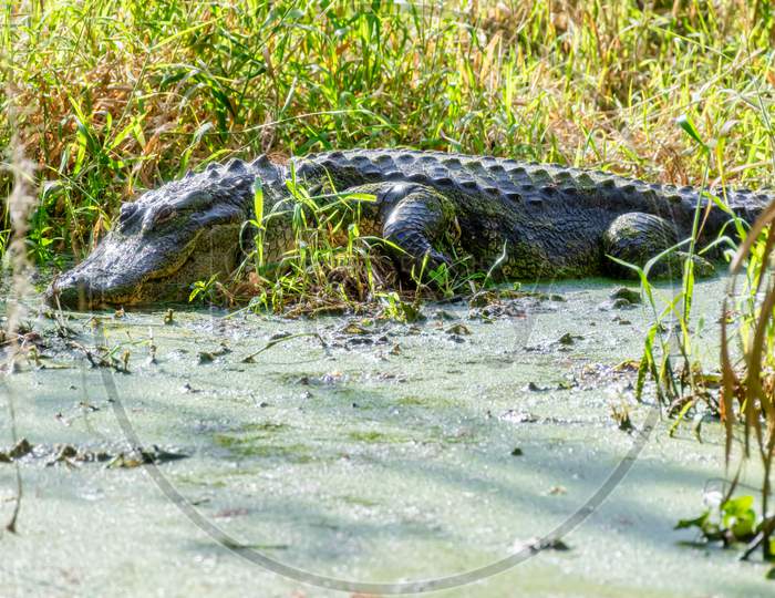 American Florida Alligator