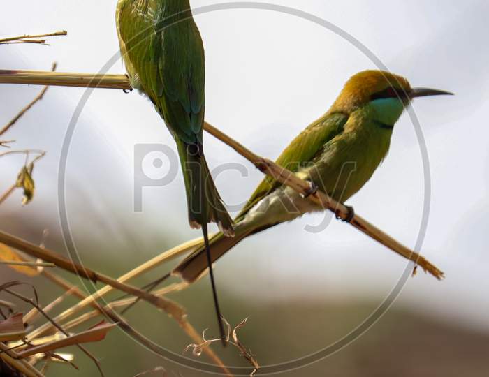 Green-bee-eater