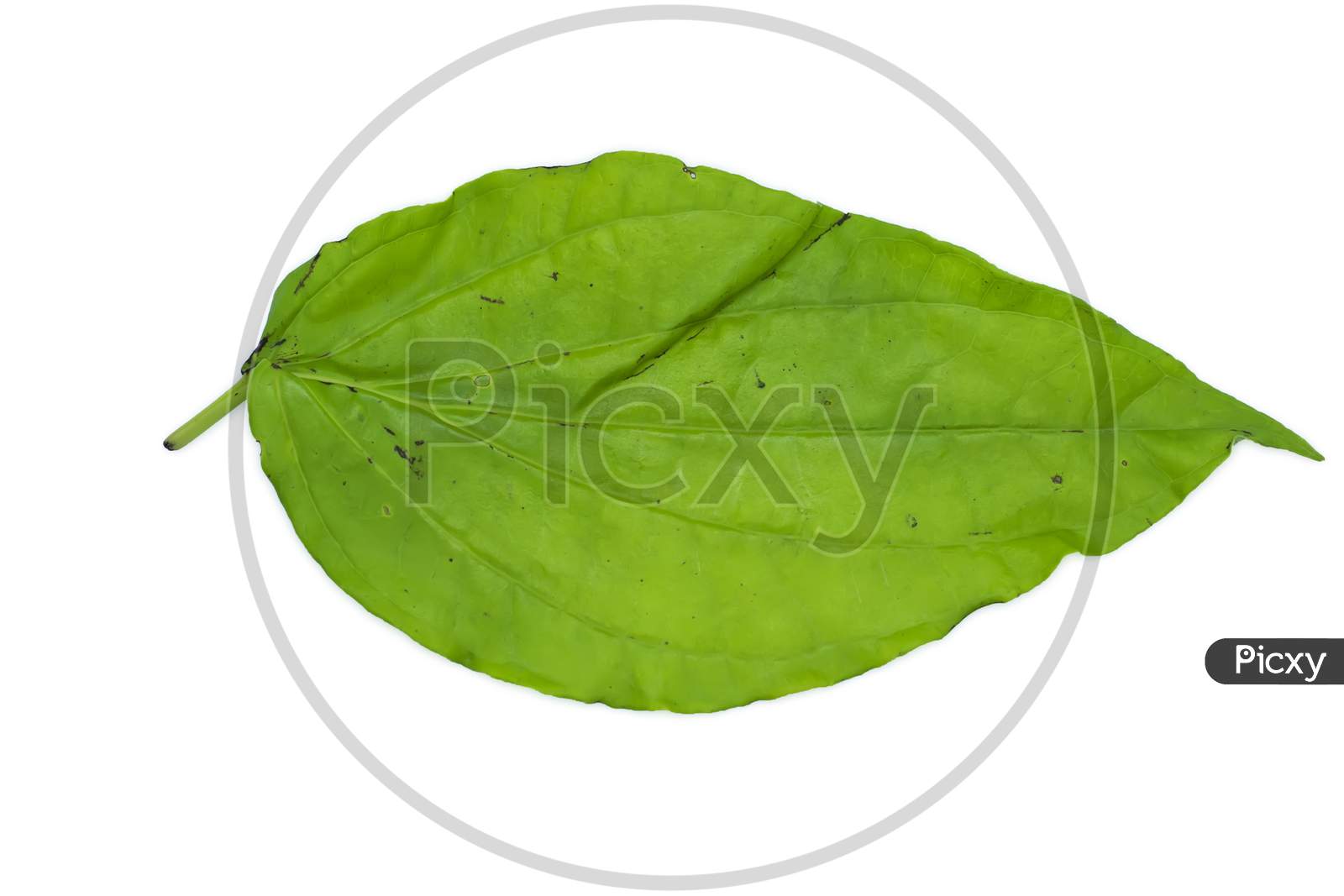 Green Betel Leaf Isolated On The White Background