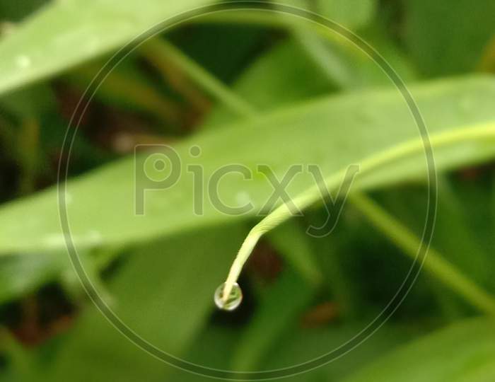 Drop falling from a stem of a plant.