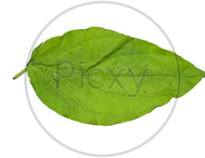 Green Betel Leaf Isolated On The White Background