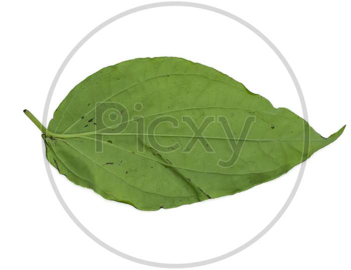 Green Betel Leaf Heart Shape Isolated On White Background