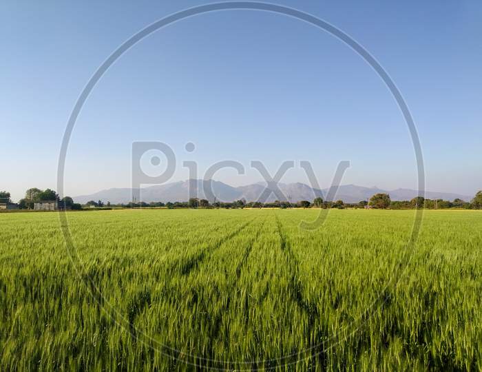 Panorama of green wheat field at cornfield