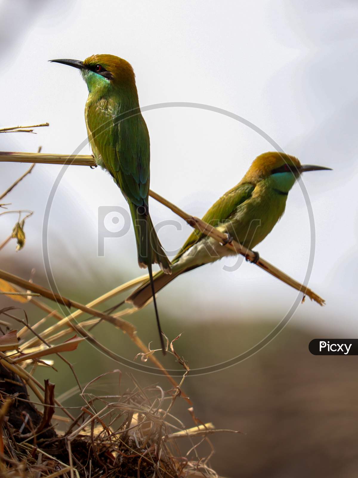 Green-bee-eater