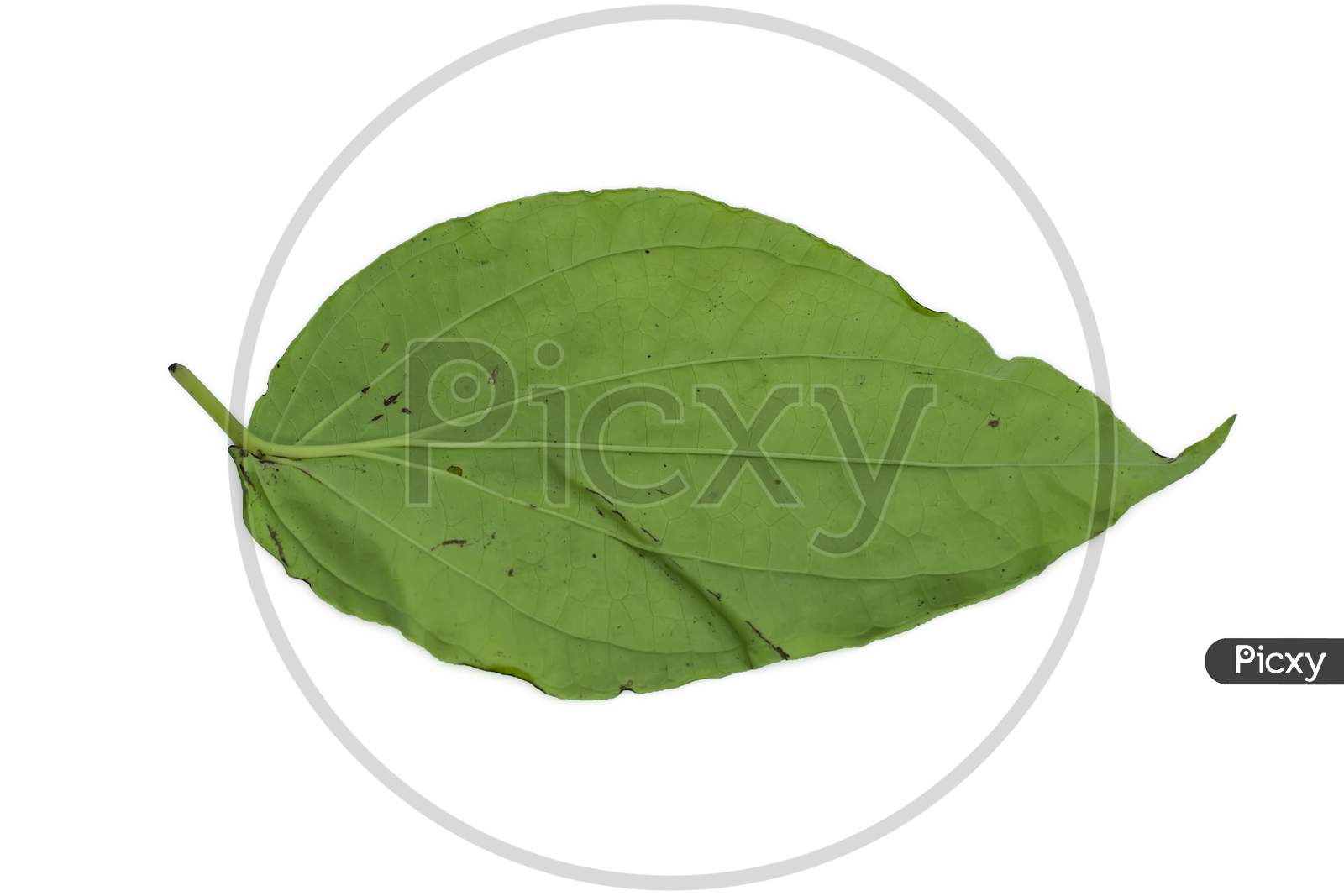 Green Betel Leaf Heart Shape Isolated On White Background
