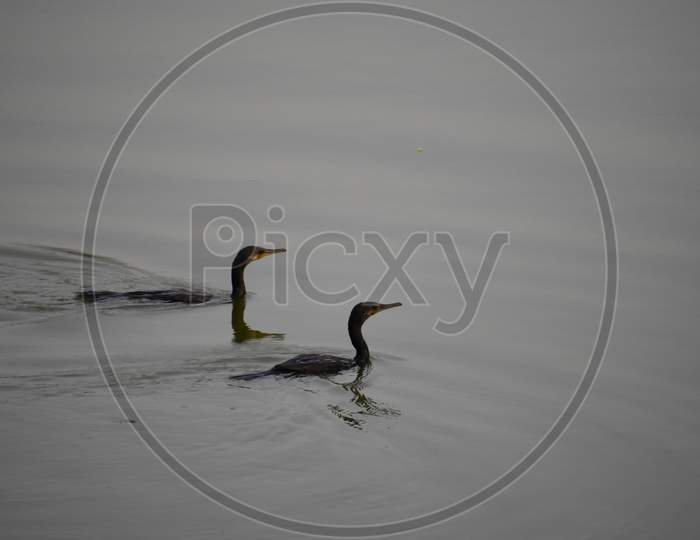 Two Indian Runner X Mallard Duck Swimming In The Water
