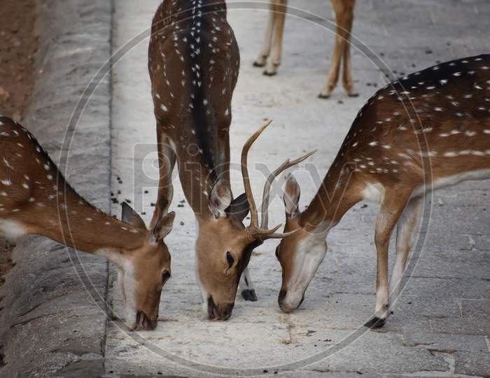 Three Deer Eating Food Intently On Ground