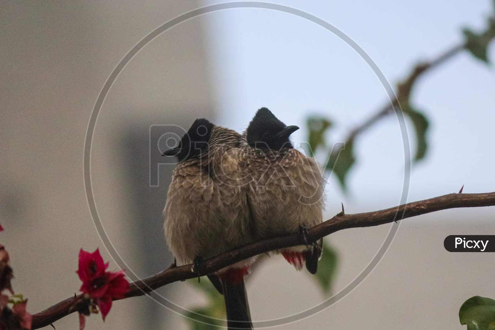 a red-vented bulbul couple sitting on the branch