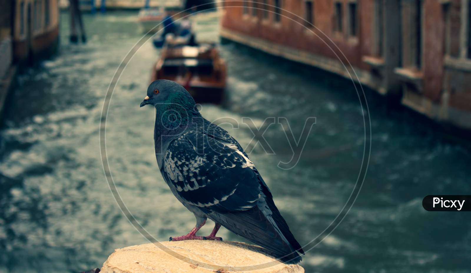 Dark Colored Pigeon Standing On A Stone Pillar In The City Of Venice. Flying City Rat. Dark Feathered Bird