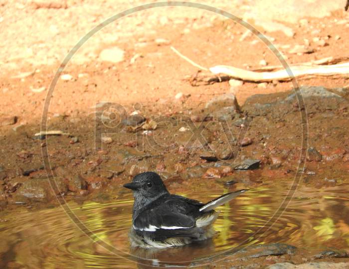 Oriental Magpie bathing in a puddle