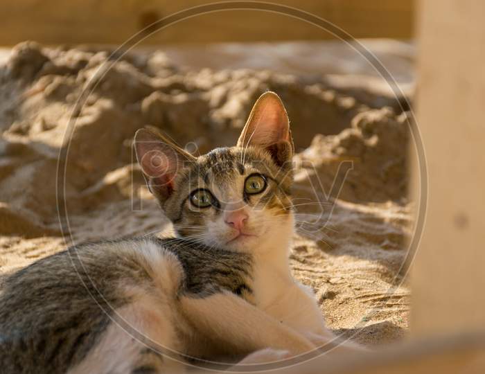 An Adorable Grey And White Colored Domestic Cat Lying In The Sand At A Beach And Staring At The Camera