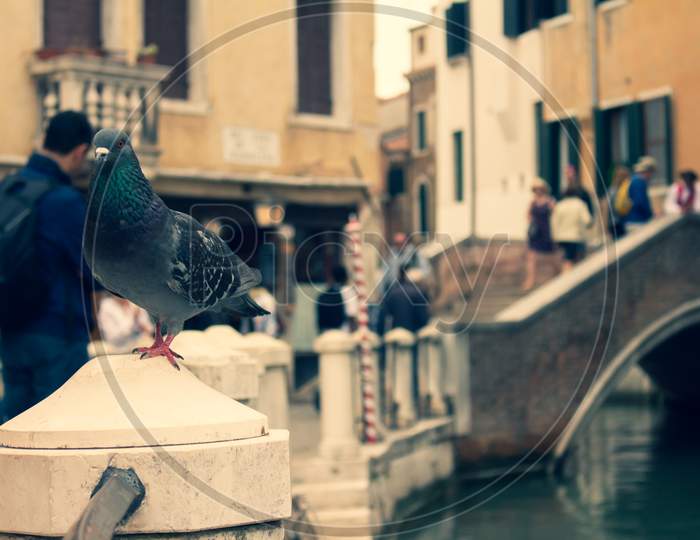 Dark Colored Pigeon Standing On A Stone Pillar In The City Of Venice. Flying City Rat. Dark Feathered Bird
