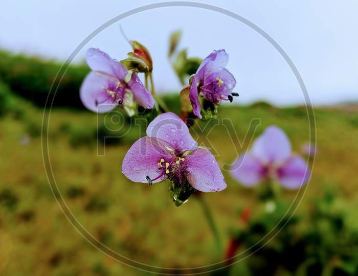Purple three petals wild flower wih dew at Kas plateau.
