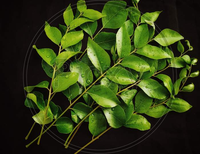 Fresh Indian Curry Leaves isolated on Black background