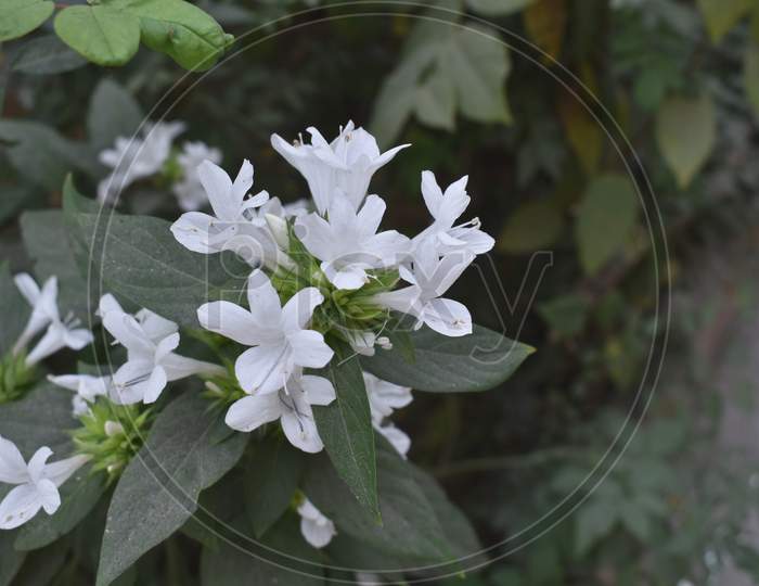 Beautiful White Flowers on Focus.