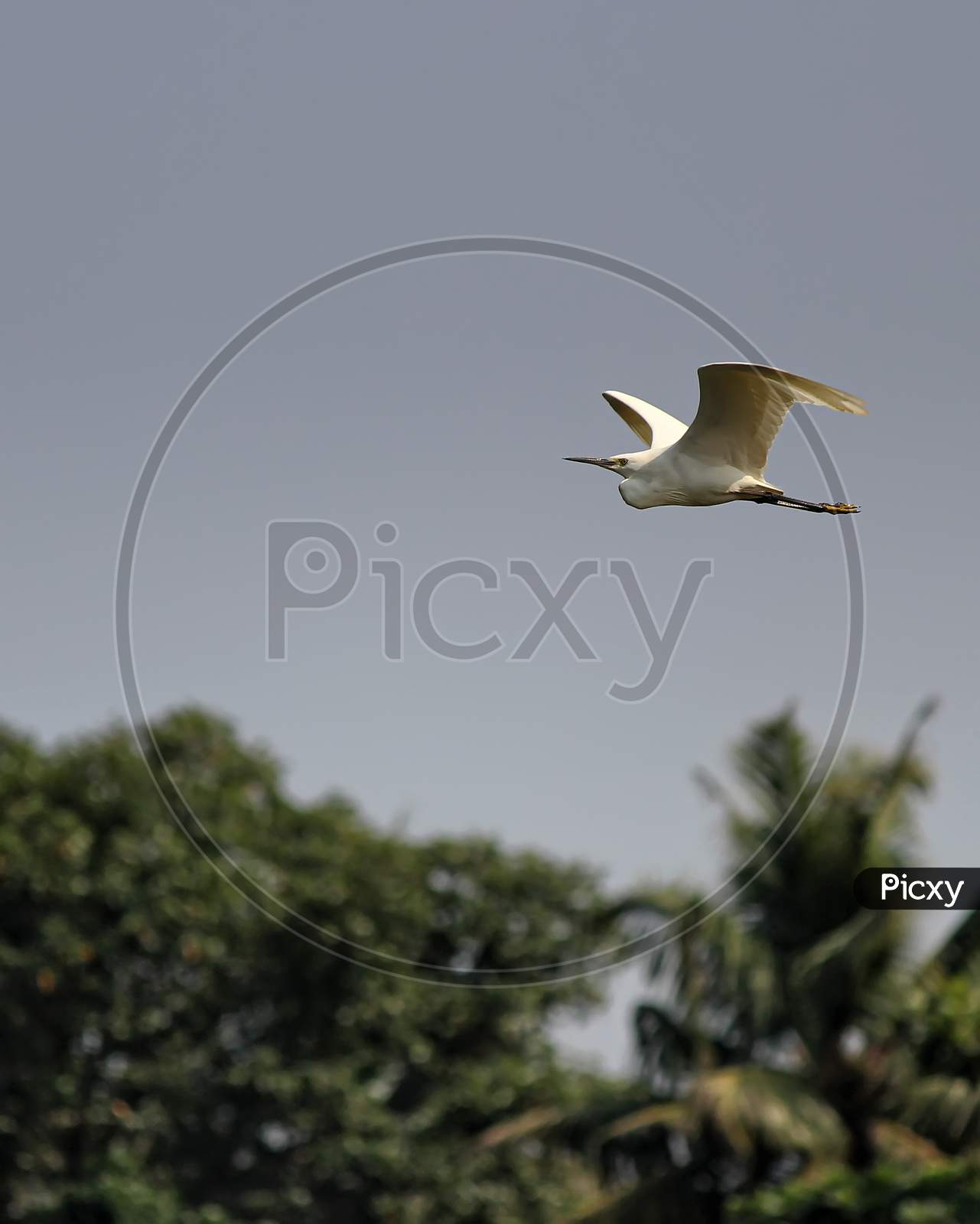 Vertical shot of a seabird flying with blue sky in the background