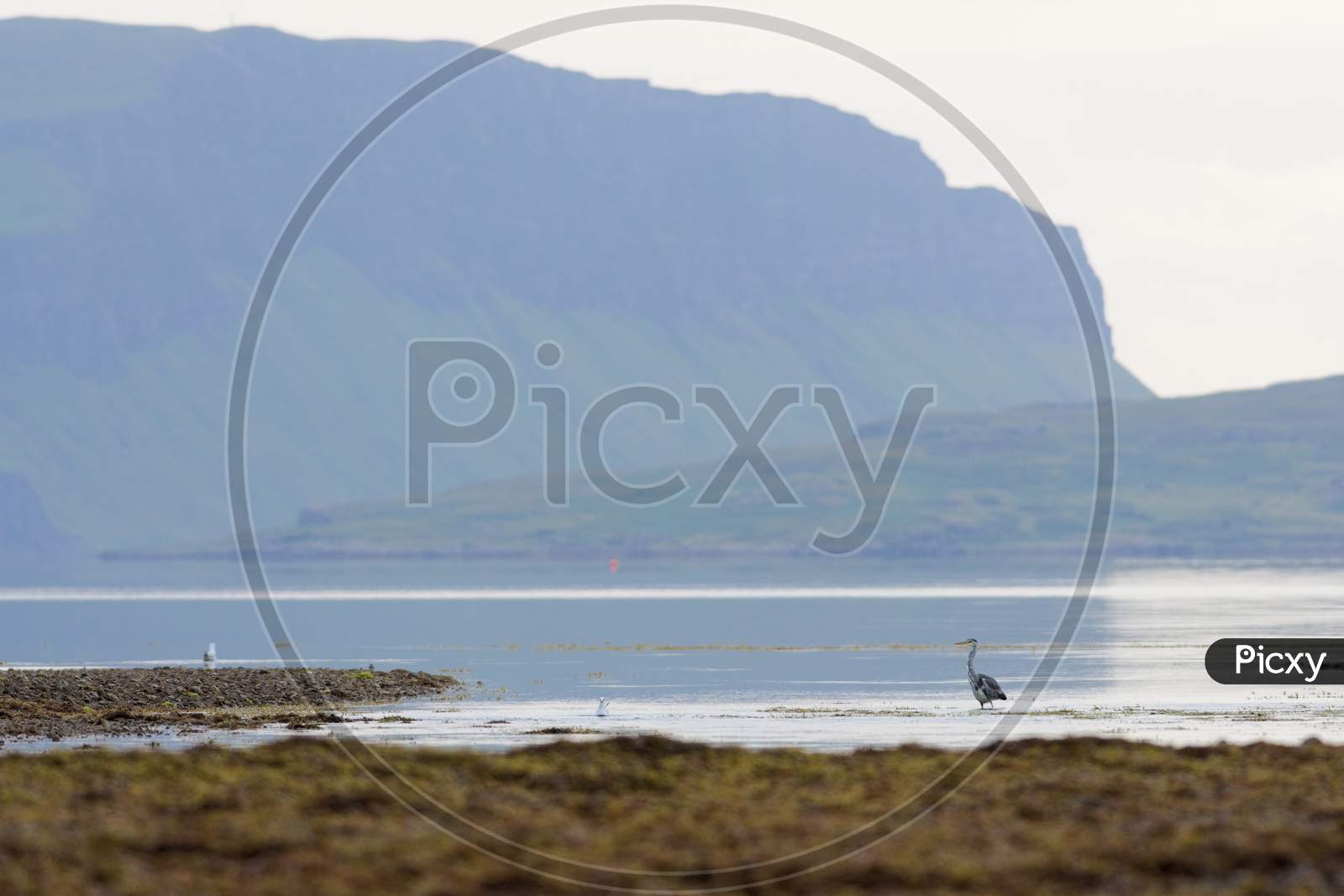 Grey Heron Stands Looking Left Across Low Tide Water At Loch Na Keal