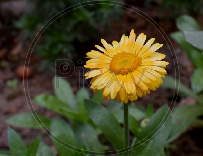 Beautiful Flower on Selective Focus.