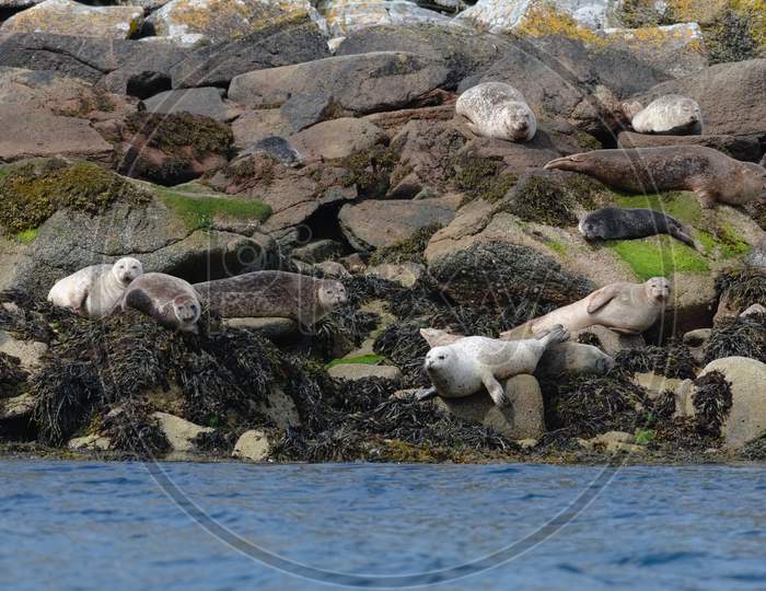 Comical Group Of Seals Posing In A Variety Of Ways On A Rock Island.