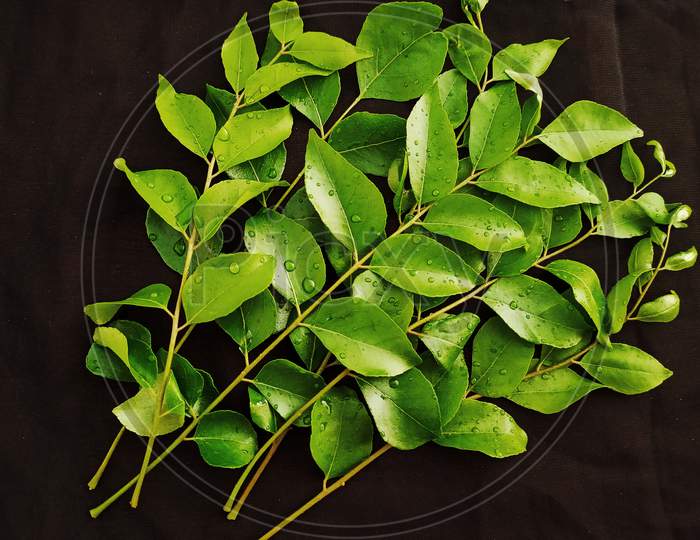 Fresh Indian Curry Leaves isolated on Black background