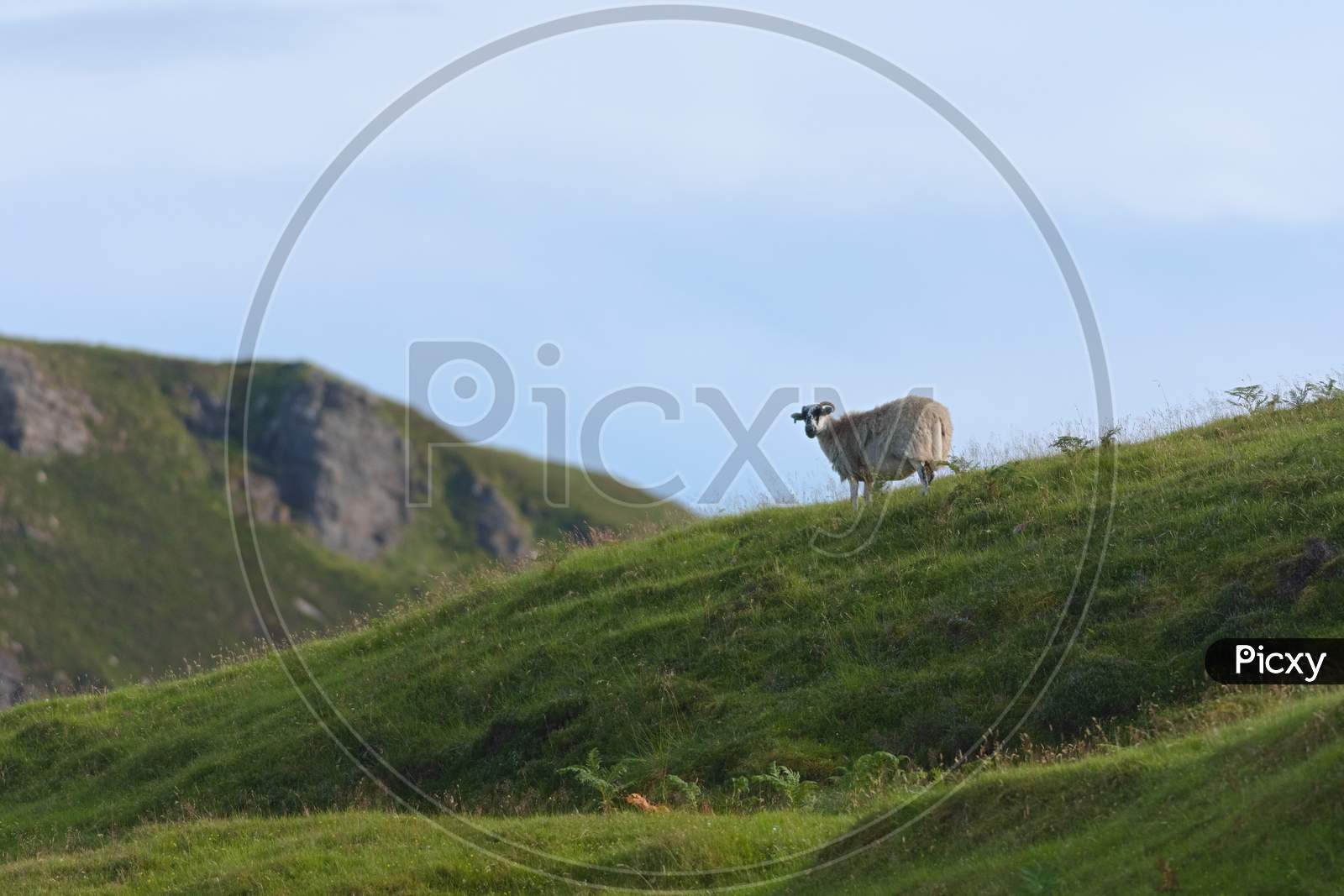 Lone Sheep On The Horizon Looks Back At The Camera Over Lush Grass