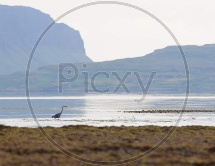Heron Wading Shallow Water At Low Tide, Dramatic Cliff Background