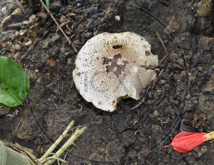 Mushroom High Angle Shot.