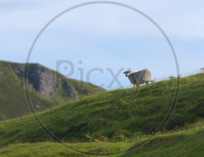 Lone Sheep On The Horizon Looks Back At The Camera Over Lush Grass