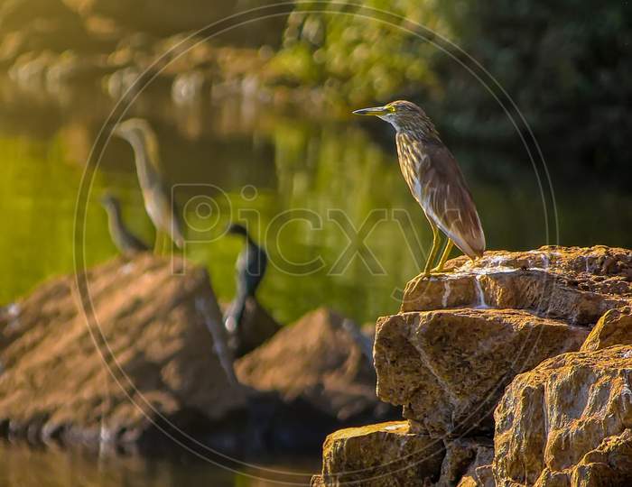 Vertical shot of a striated heron on rocks