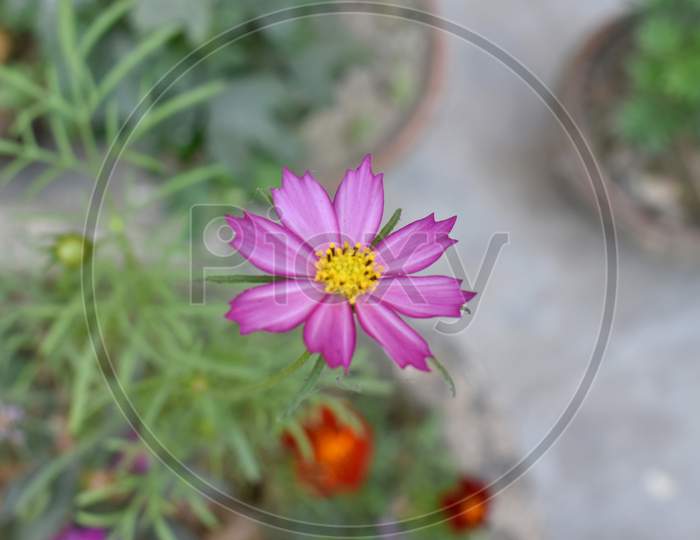 Beautiful Pink Flower on Selective Focus.