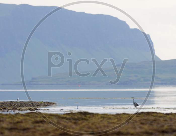 Grey Heron Stands Looking Left Across Low Tide Water At Loch Na Keal