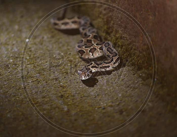 Closeup shot of a snake