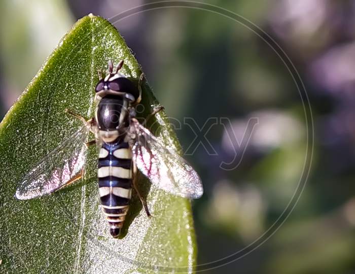 Sphaerophoria Insects on leaf in indian village garden insect image
