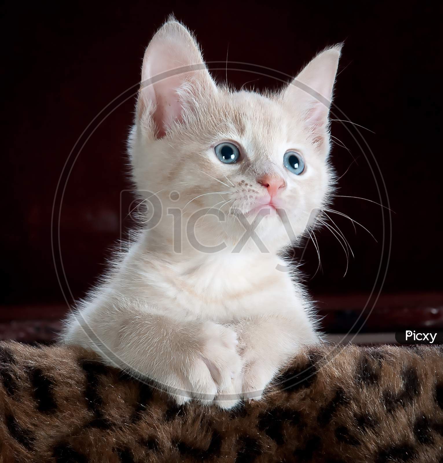 White Kitten with blue eyes on Brown & Black Leopard Print Textile