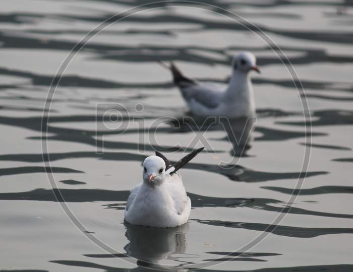 Birds on water