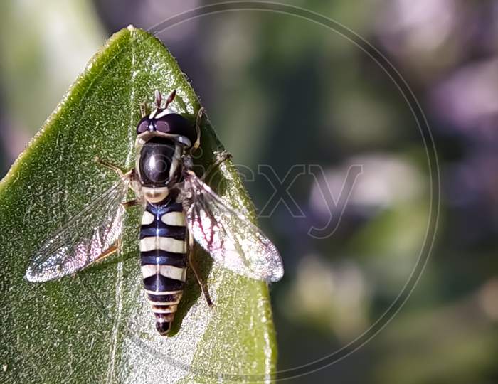 Sphaerophoria Insects on leaf in indian village garden insect image