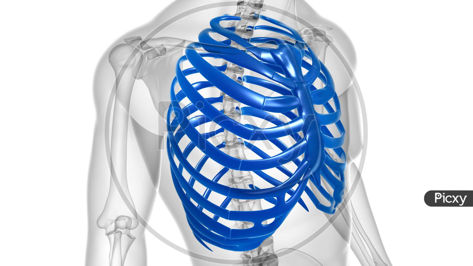 Human Skeleton Anatomy Rib Cage 3D Rendering