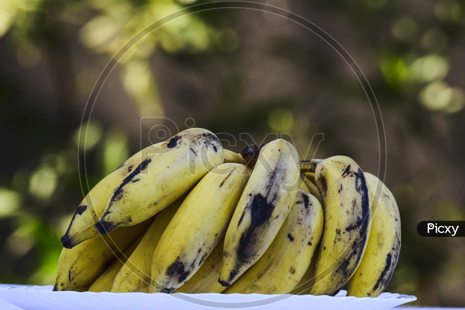 Heap Of Tasty Cardamom Banana Also Known As Elaichi Kela In Hindi. Yelakki In Karnataka