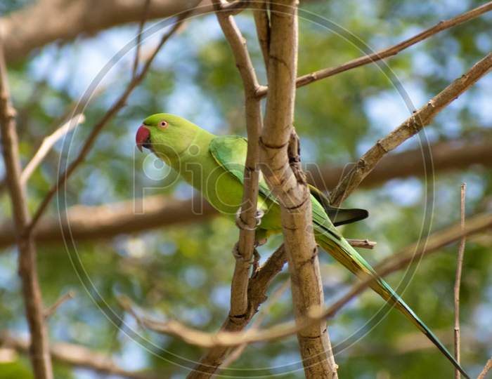 Indian Ringnecked Parakeet