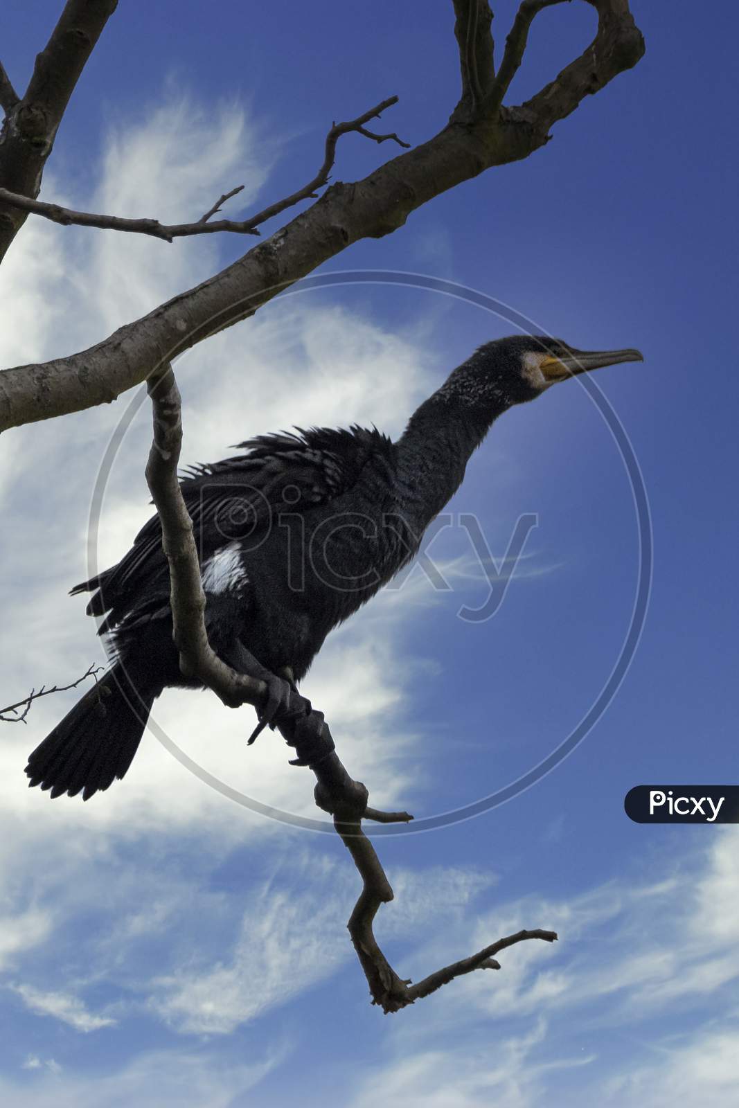 A great black cormorant sitting on a tree at the Mönchbruch natural reserve next to Frankfurt, Germany at a sunny day in winter.