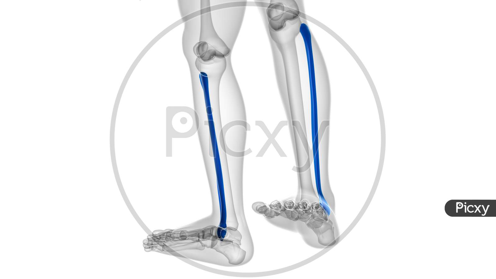 Human Skeleton Anatomy Fibula Bone 3D Rendering
