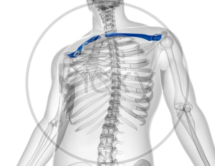 Human Skeleton Anatomy Clavicle Bones 3D Rendering