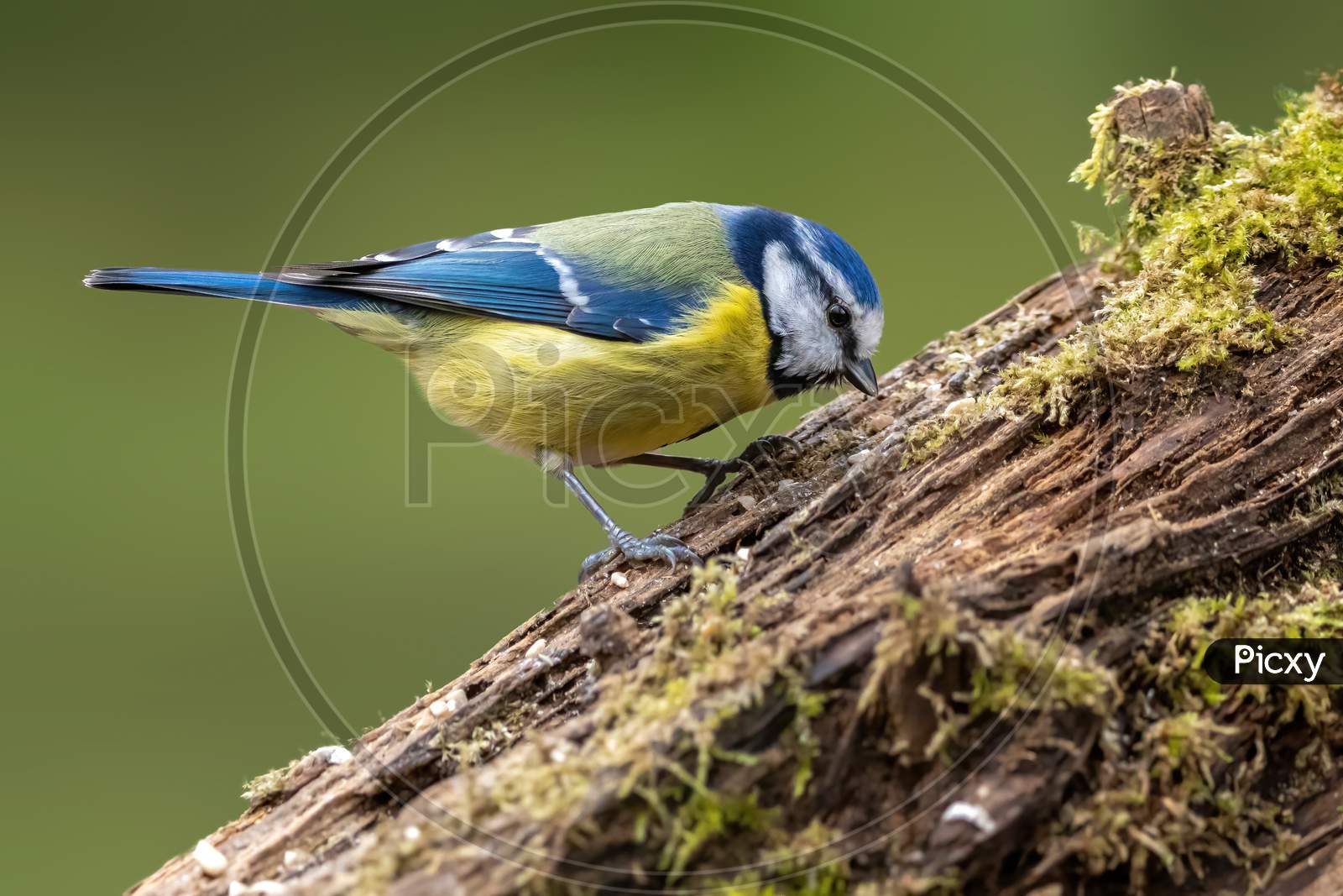 Blue tit at a feeding place at the Mönchbruch pond in a natural reserve in Hesse Germany. Looking for food in winter time.