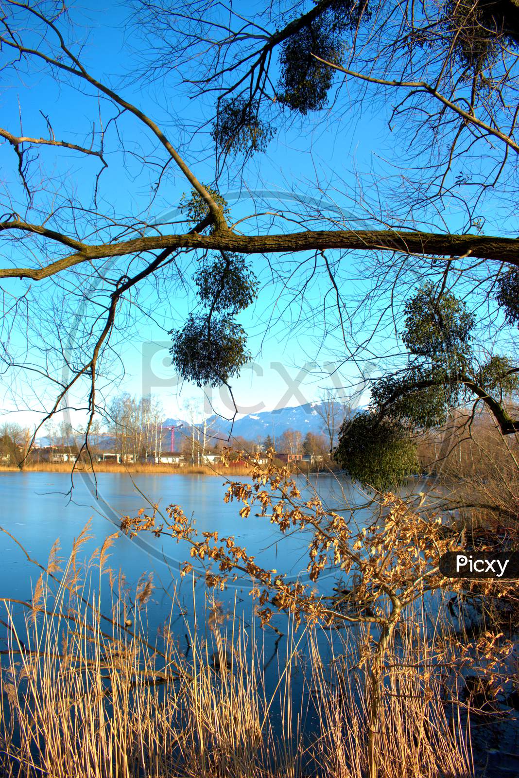 Lovely View Over A Lake In Oberriet In Switzerland 11.1.2021