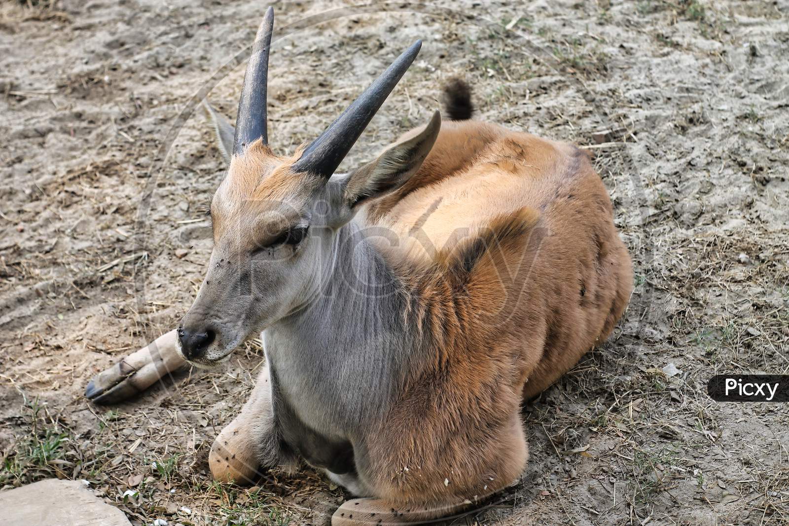 Common Eland (Taurotragus Oryx) Is Sitting On The Ground